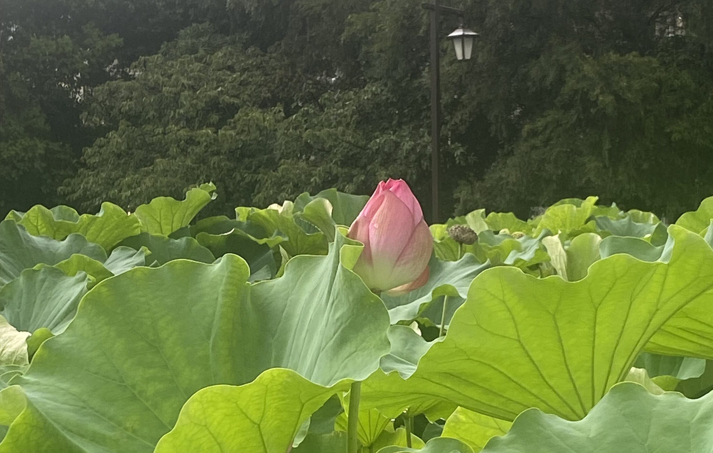 蓮の花